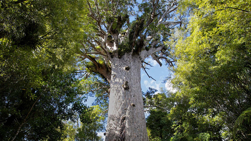 KAURI collection