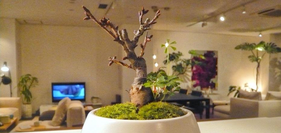ワークショップレポート Bonsai 八重を愛でる旭山桜 Arflex アルフレックス ジャパン ワークショップレポート Bonsai 八重を愛でる旭山桜 Arflex アルフレックス ジャパン