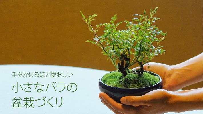 ワークショップ 小さなバラの盆栽づくり Arflex アルフレックス ジャパン