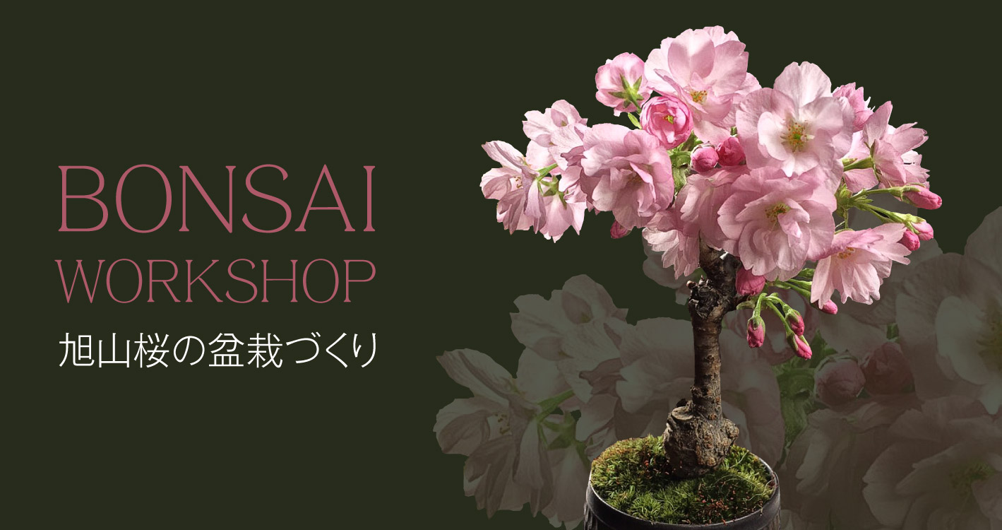 ワークショップ 旭山桜の盆栽づくり Arflex アルフレックス ジャパン